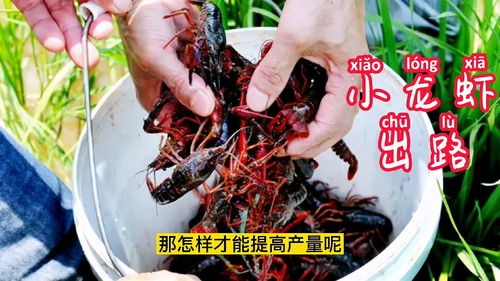 经历了2020年,小龙虾养殖毁灭了吗,水产技术员提供了两条出路