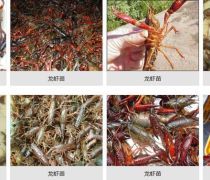 淡水龙虾苗价格优质商家置顶推荐产品