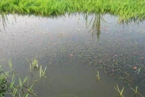 潜江油焖大虾走红背后 小龙虾养殖户年入百万