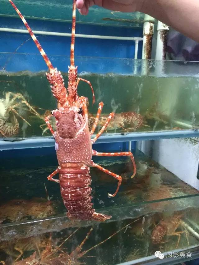 小龙虾有几个品种