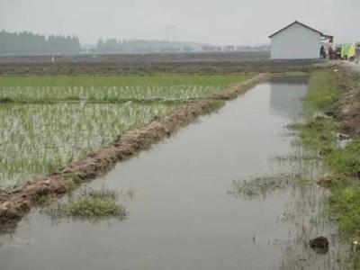 如何养殖小龙虾