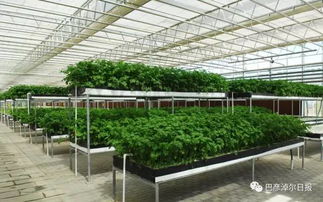 高科技 沙漠里养小龙虾 没想到巴彦淖尔的农业还能这样操作