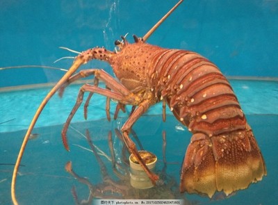 澳洲龙虾