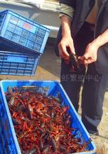 淡水小龙虾系列_其他鲜活水产品_淡水小龙虾系列批发_淡水小龙虾系列供应_阿里巴巴
