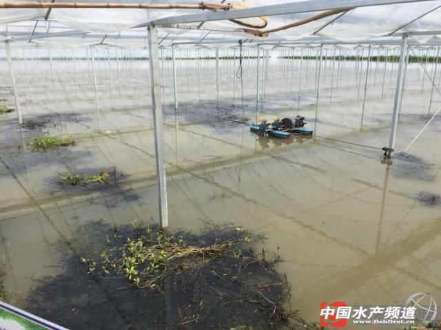 地产小龙虾养殖覆盖全年 - 养殖前沿 - 中国水产频道 | 网聚全球水产华人