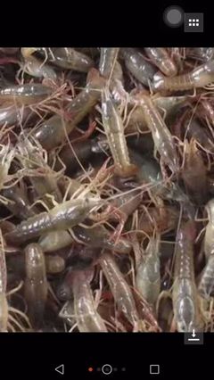 哪里有龙虾苗种虾卖