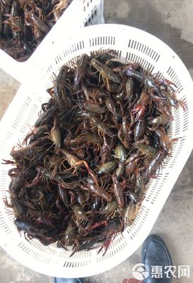 小龙虾大青678钱,干净,肉饱满,产量高,价格优