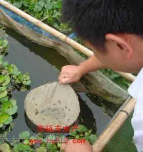 供应武汉华裕丰水产养殖场龙虾种苗,泥鳅苗_农副产品_世界工厂网中国产品信息库