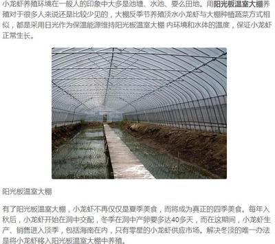 夏季到来,温室养殖小龙虾成热门 收益快还简单