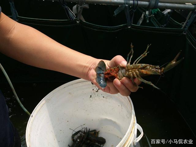 澳洲淡水龙虾