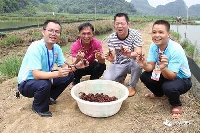 喜看龙虾伴荷花!记广西来宾市兴宾区寺山镇上团村青年韦恒谊荷塘养殖龙虾