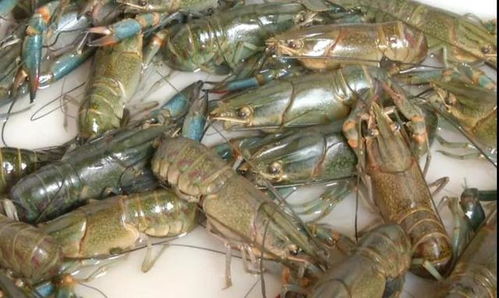 淡水蓝虾 在江夏试养成功