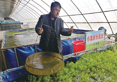 小龙虾三种养殖模式比较,冬季养殖效益高