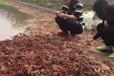 烟台莱州小龙虾养殖基地2022已更新(今日/推荐)