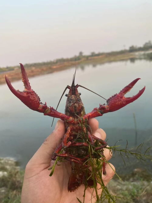 龙虾版 孟母三迁 在柬埔寨养龙虾搬三次家...