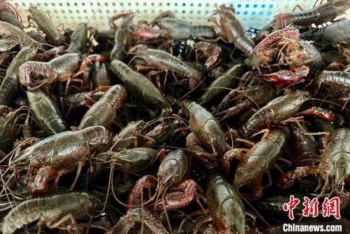解锁夏日 美丽经济 江西乡村产业因 荷 飘香凤凰网江西 凤凰网