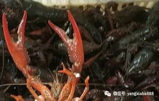 忧 小龙虾养殖面积大增,新养虾户仅一成盈利