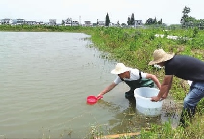 小龙虾价格“跳水”,新入行的养殖户有点慌,老养殖户尝试多元化发展