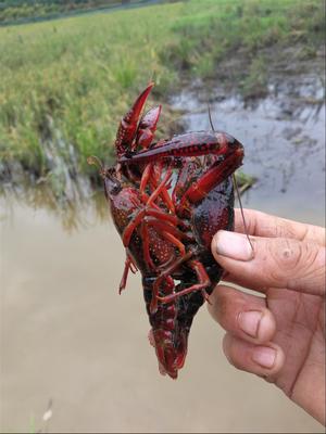 毕节淡水小龙虾苗养殖技术培训 派技术驻场帮扶指导