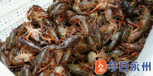 湖南永州本地养殖的小龙虾悄悄上市了,5月份有望 自由吃