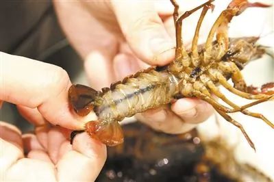 2018世界杯开幕 10万只小龙虾 出征 俄罗斯,你感受到这股来自东方的 神秘力量 了吗