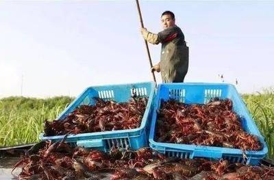 六月小龙虾养殖你不得轻视的致病因素!