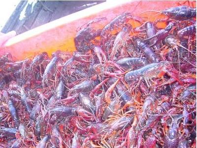 亿达水产现对外供应小龙虾(包括其他水产品)_虾类综合价格_中国水产养殖网