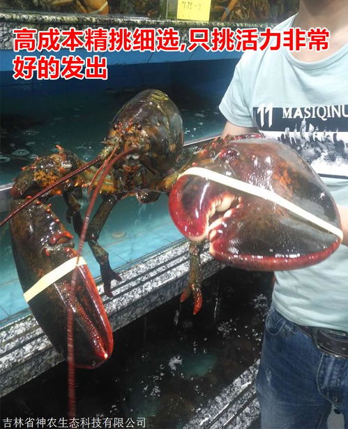 吉林