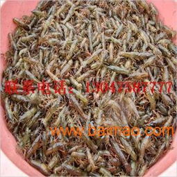 什么样环境适合养小龙虾 江苏龙虾苗养殖sell 江西龙虾,什么样环境适合养小龙虾 江苏龙虾苗养殖sell 江西龙虾生产厂家,什么样环境适合养小龙虾 江苏龙虾苗养殖sell