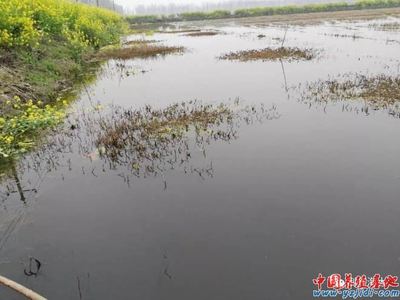 冬春季节养殖小龙虾第二篇:水草种植