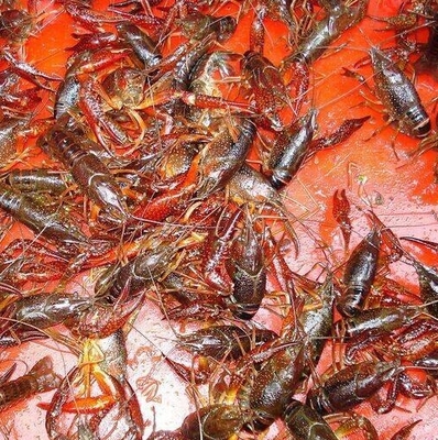 小龙虾虾苗批发小龙虾虾苗养殖虾苗养殖场对虾养殖四川小龙虾养殖