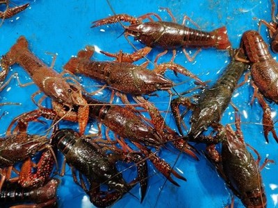 小龙虾,大龙虾