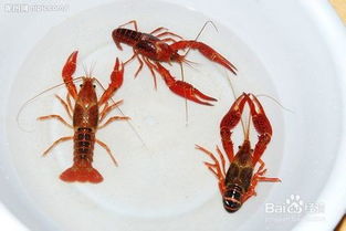 怎么饲养龙虾