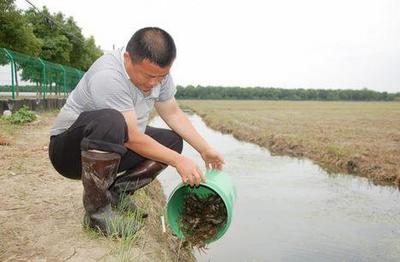 农村小伙毫无经验回乡养殖小龙虾,走出了自己的一番天地