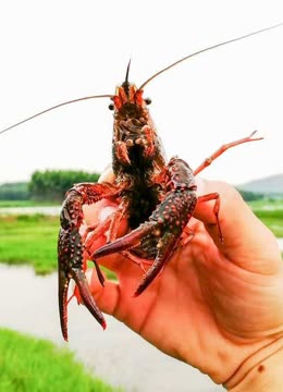 野生的小龙虾多,小龙虾就真的好养殖吗?养殖户道出实情