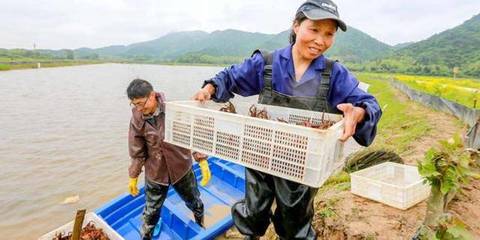 江西吉安峡江:小龙虾养殖助民增收
