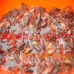 四川哪里有小龙虾苗出售 江苏龙虾苗养殖sell 江苏龙虾,四川哪里有小龙虾苗出售 江苏龙虾苗养殖sell 江苏龙虾生产厂家,四川哪里有小龙虾苗出售 江苏龙虾苗养殖sell