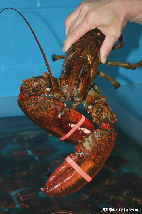 从大西洋渔船到运输机层层把关 注重食品安全的加拿大活龙虾