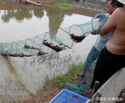 学会这4个关键技术,池塘养殖龙虾就成功了一半,快来看看吧