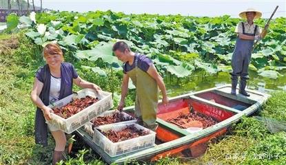 掌握莲藕池塘套养小龙虾技术让你收入倍增!
