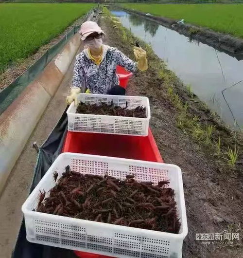 日消费10吨小龙虾 哈市农科院培育寒地品种填补空白