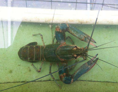 淡水澳洲龙虾养殖