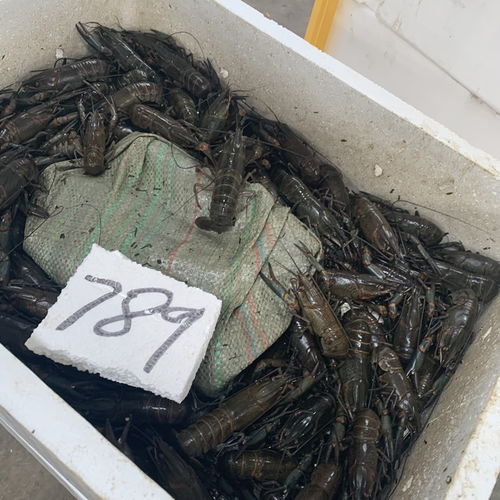 楚淼水产鲜活龙虾 养殖澳龙蓝龙 789钱规格 当日发次日达包直达费用