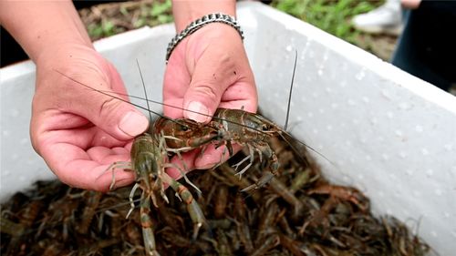 打造共同富裕示范区山区样板 稻花香里养龙虾 村民勇闯致富路