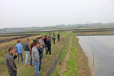 淡水虾养殖基地