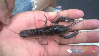 不可不看 一位水产美女的澳洲淡水龙虾养殖经历及经验分享