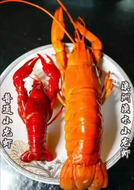 在云南也能养 澳龙虾 不仅能养,品质还高