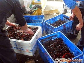 小龙虾苗 水产养殖项目 淡水小龙虾养殖供应小龙虾肉指导价 小龙虾苗 水产养殖项目 淡水小龙虾养殖供应小龙虾肉厂商 小龙虾苗 水产养殖项目 淡水小龙虾养殖供应小龙虾肉厂商