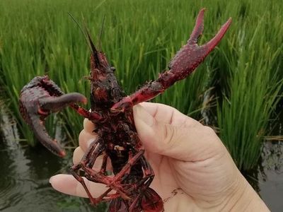 小龙虾养殖少走弯路,首选粤海虾稻共生养殖模式