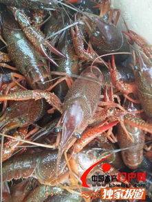 今年 网红 小龙虾养殖量猛增,价格一跌再跌 内有报价